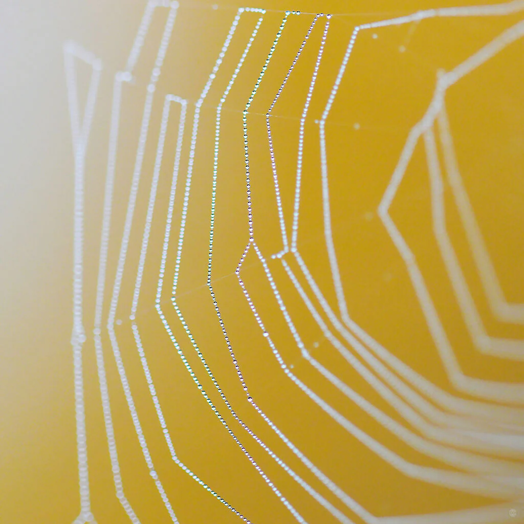 Golden cobweb silk scarf - Image 6