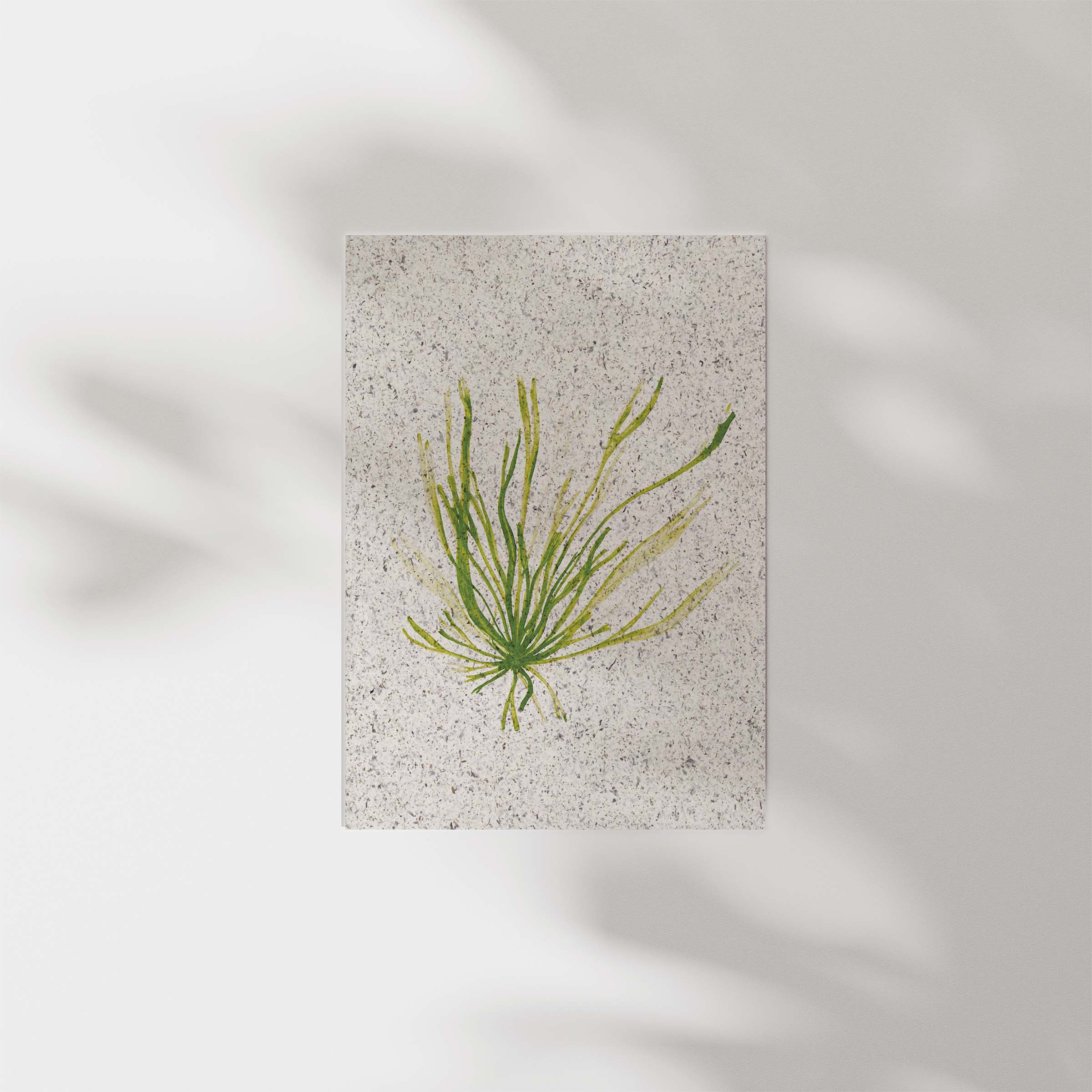 Gut weed | A5 | seaweed paper - Image 2