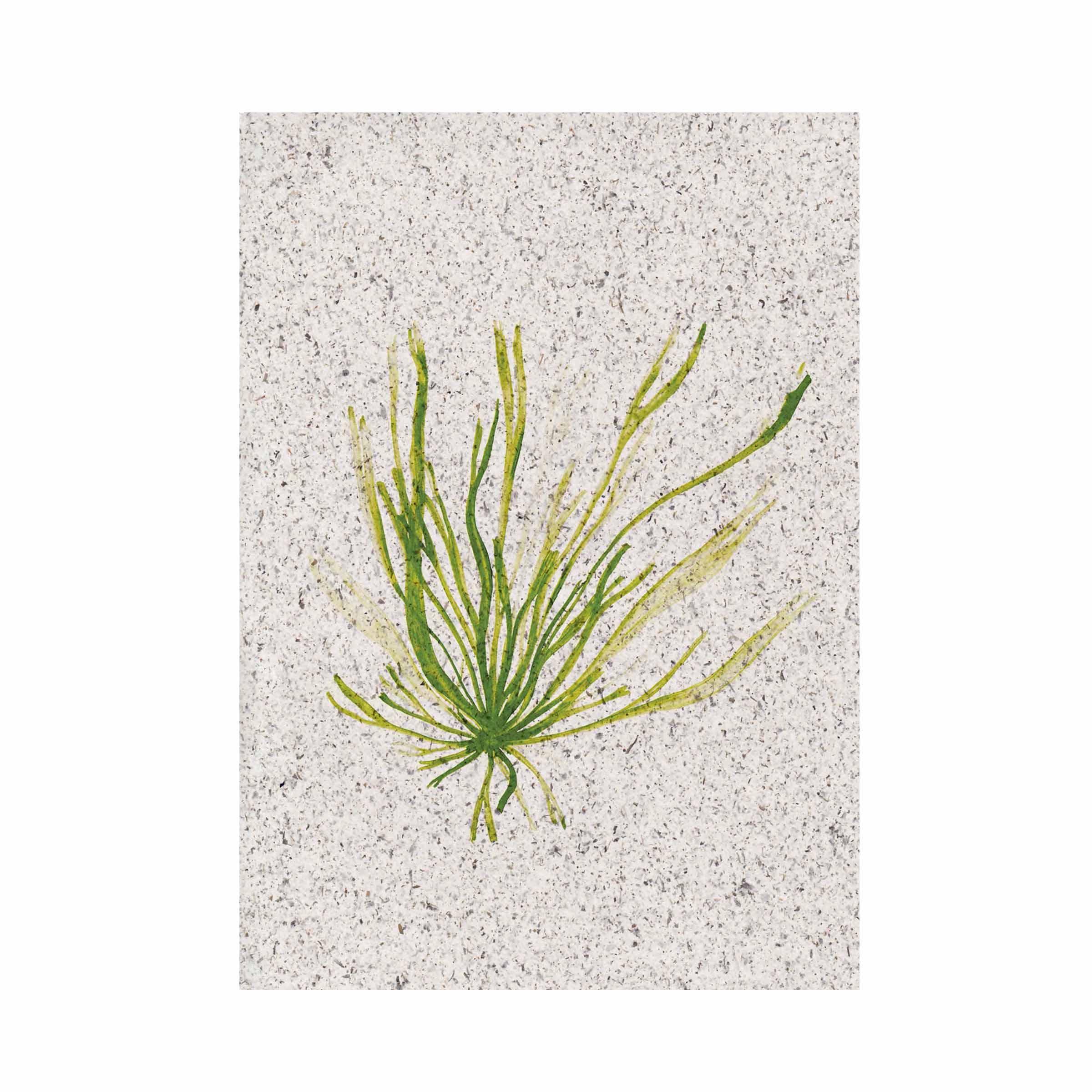 Gut weed | A5 | seaweed paper - Image 3