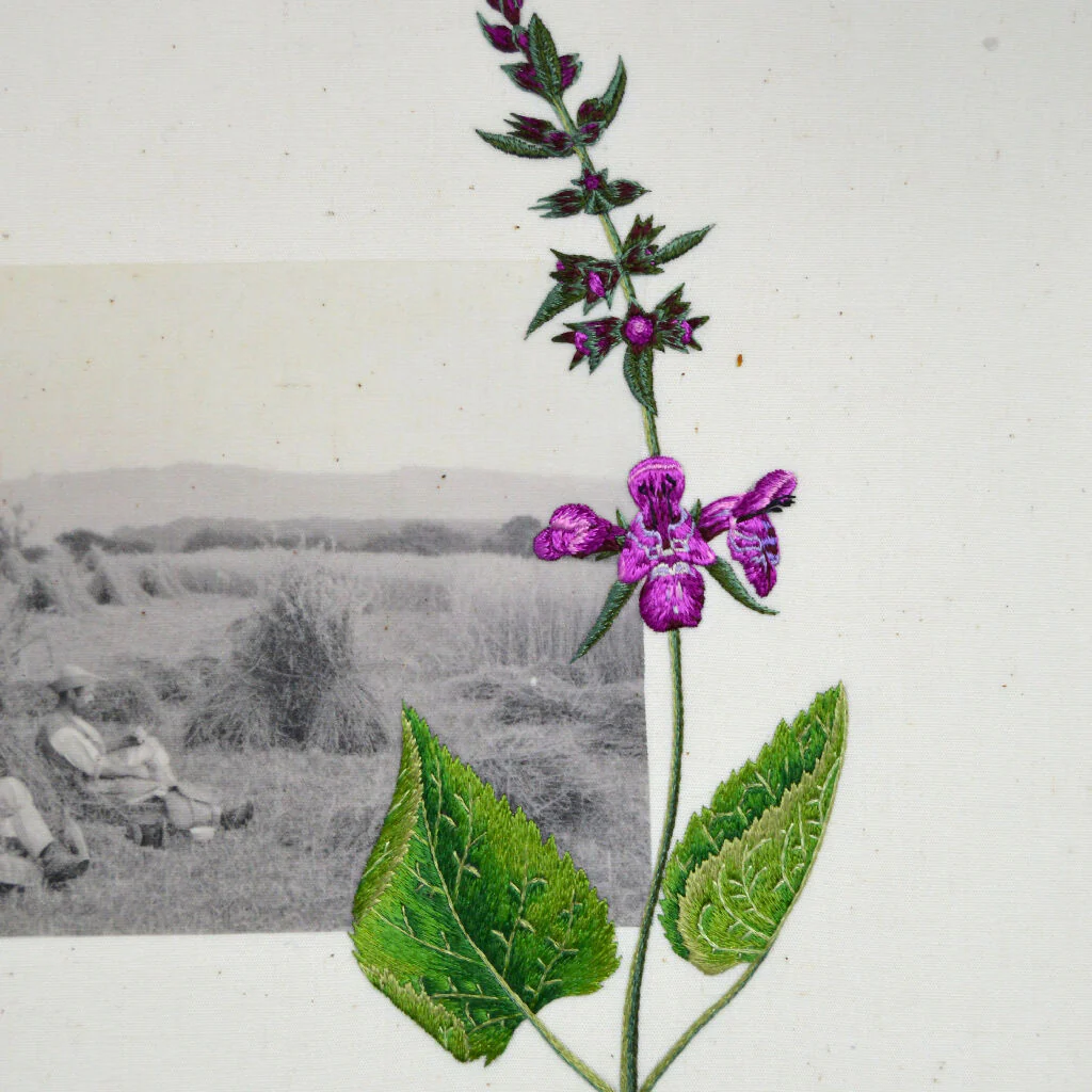Hand Embroidered Art - Rophites Quinquespinosus - Image 5