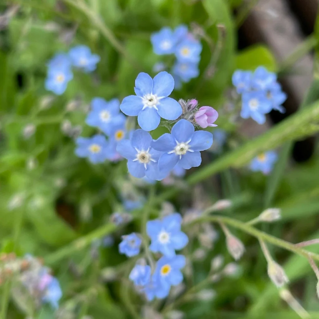 Heart necklace with forget-me-not and pink flowers - Image 9