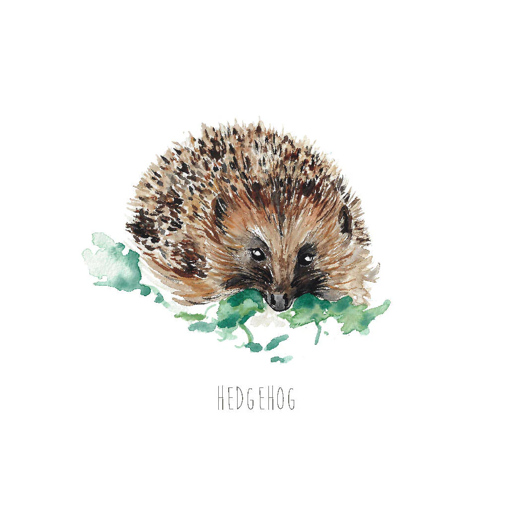 Hedgehog Watercolour Art Print - Image 2