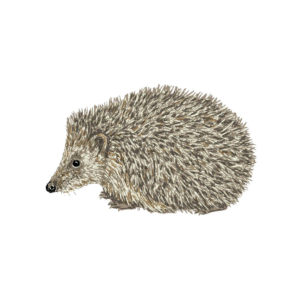 Hedgehog White -Signed and mounted Giclée Art Print - Image 5