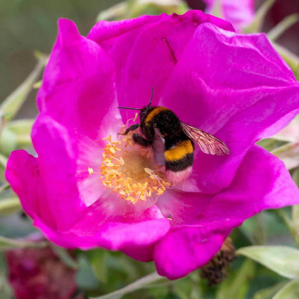 Hedging Rose, Rosa Rugosa 'Pink', Full Plants in 5 Litre Pots - Image 4