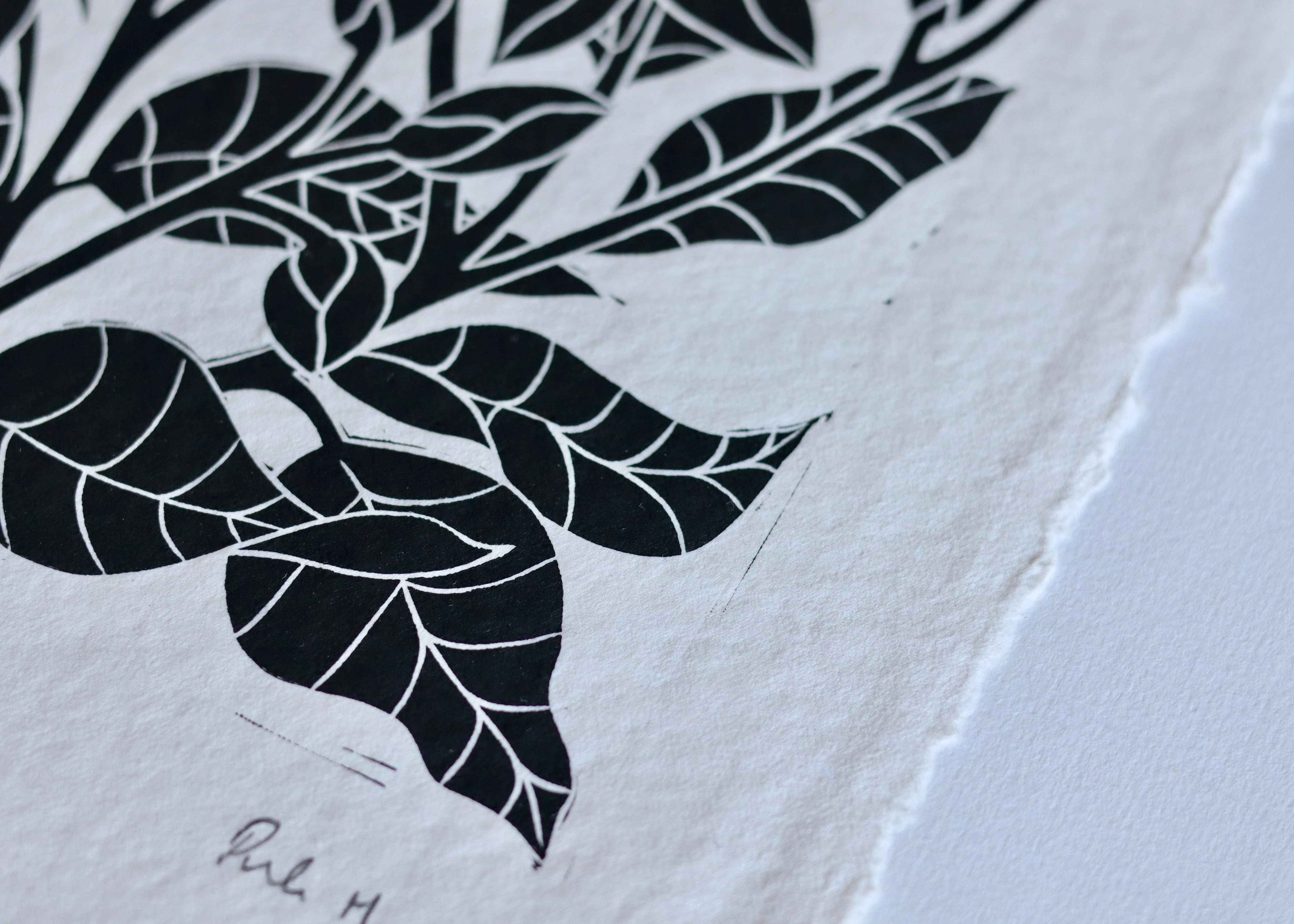 Heritage Kitchen Garden - Borage | Hand printed on Cotton Rag Paper - Image 4