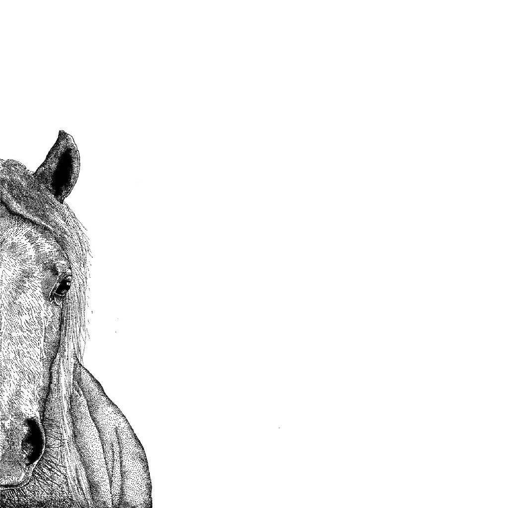 Horse Greeting Card - Image 4