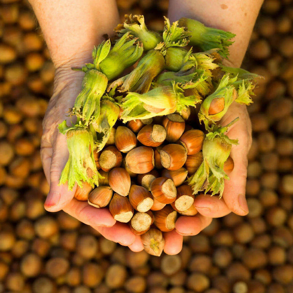 Kentish Cobnut Trees, Full Plants in 10 Litre Pots - Image 2