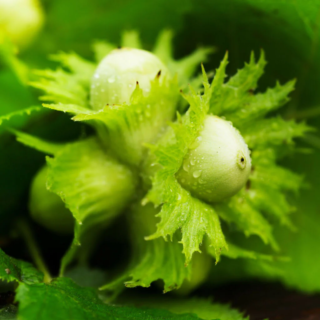 Kentish Cobnut Trees, Full Plants in 10 Litre Pots - Image 3