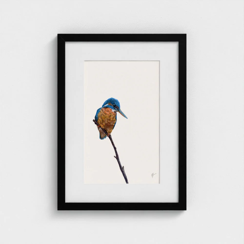 Kingfisher Art Print | British Wildlife Wall Art | Open Edition