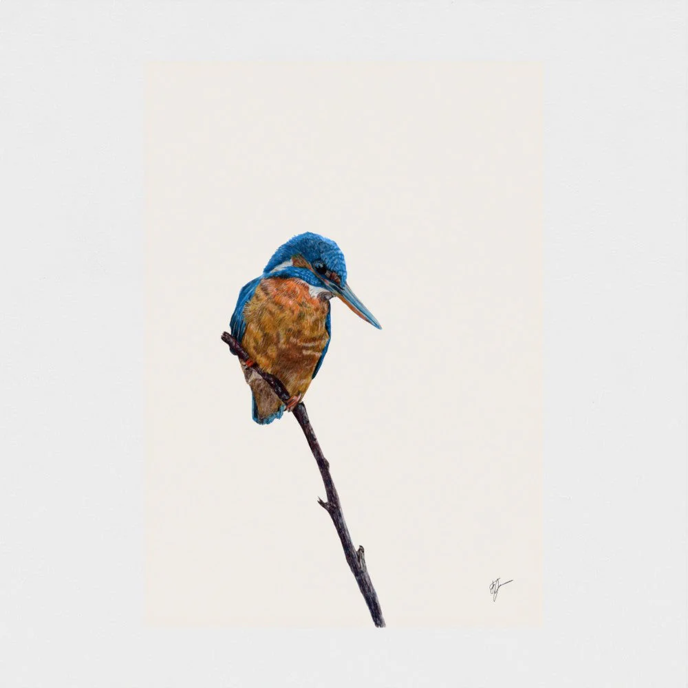 Kingfisher Art Print | British Wildlife Wall Art | Open Edition - Image 10