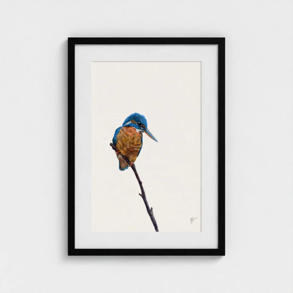Kingfisher Art Print | British Wildlife Wall Art | Open Edition - Image 11