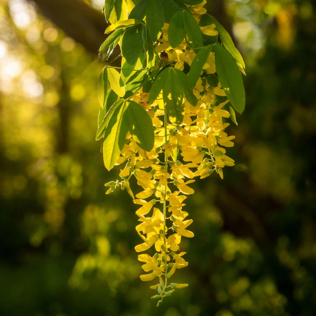 Laburnum Trees, 'Vossi', Full Plants in 10 Litre Pots - Image 2