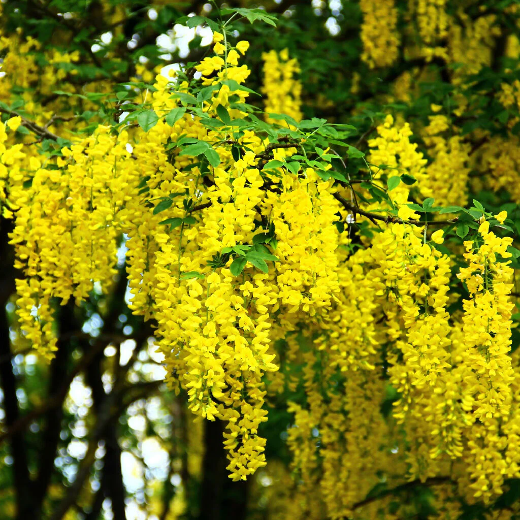 Laburnum Trees, 'Vossi', Full Plants in 10 Litre Pots - Image 4