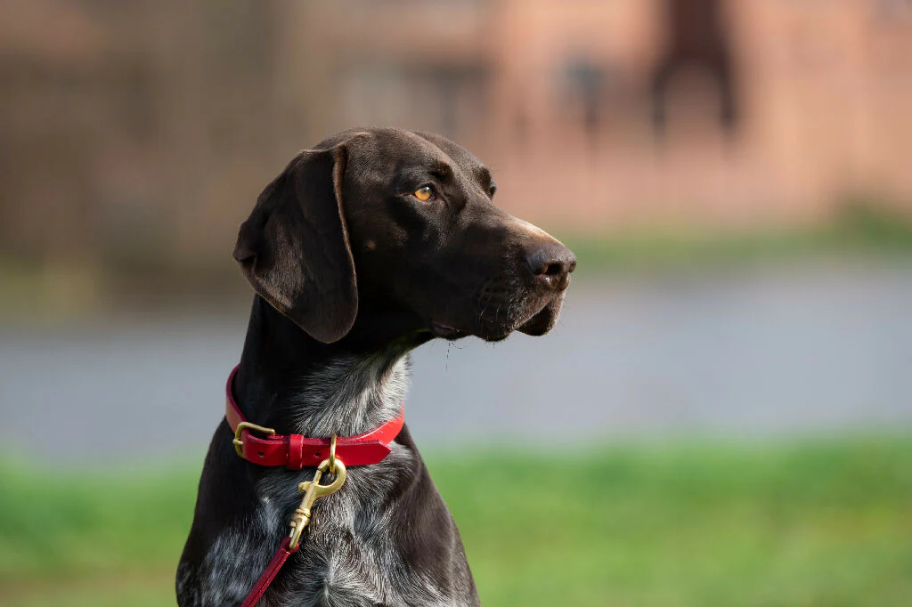 Leather Dog Collar in Red - Image 3