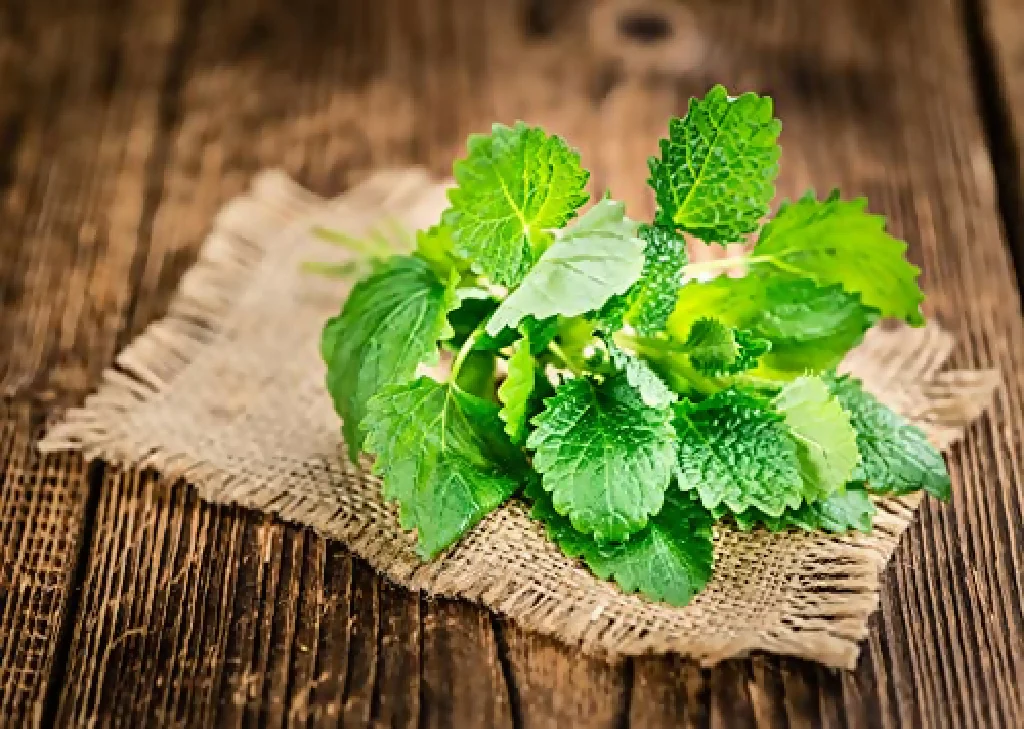 Lemon Balm Plants, Full Plants in 1 Litre Pots - Image 2