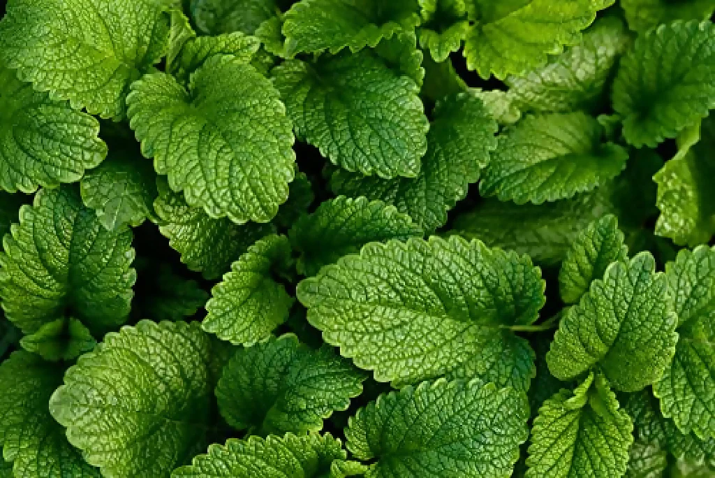 Lemon Balm Plants, Full Plants in 1 Litre Pots - Image 3