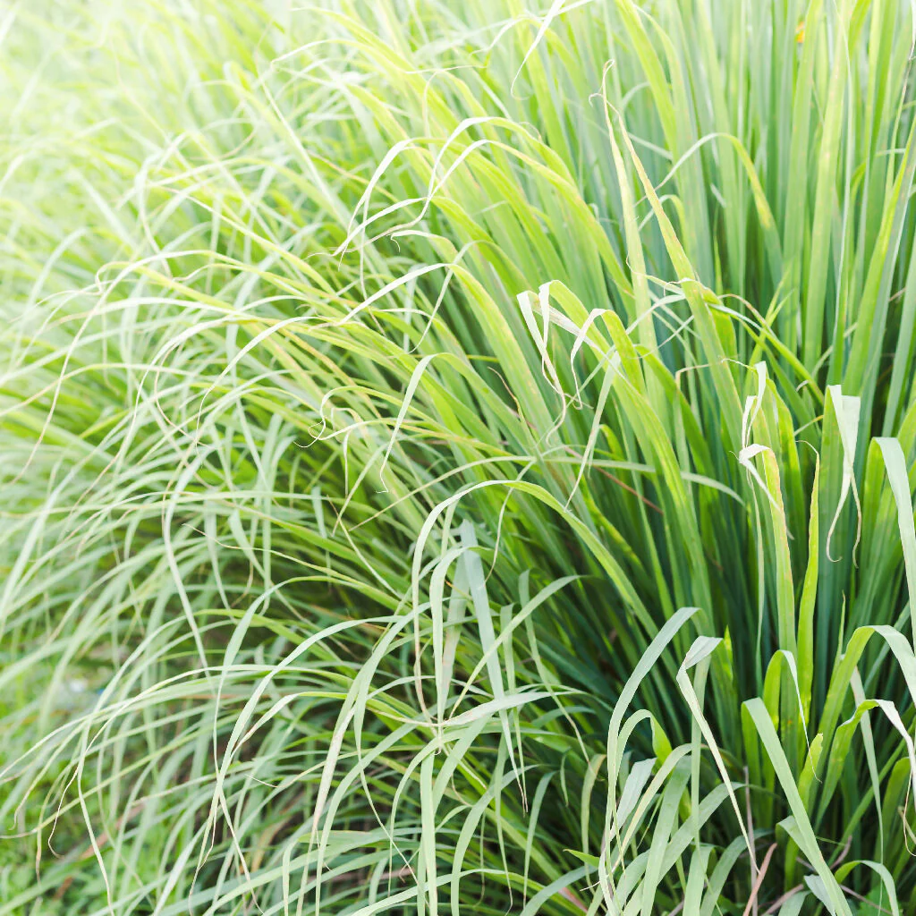 Lemongrass Plants, Full Plants in 9cm Pots - Image 2
