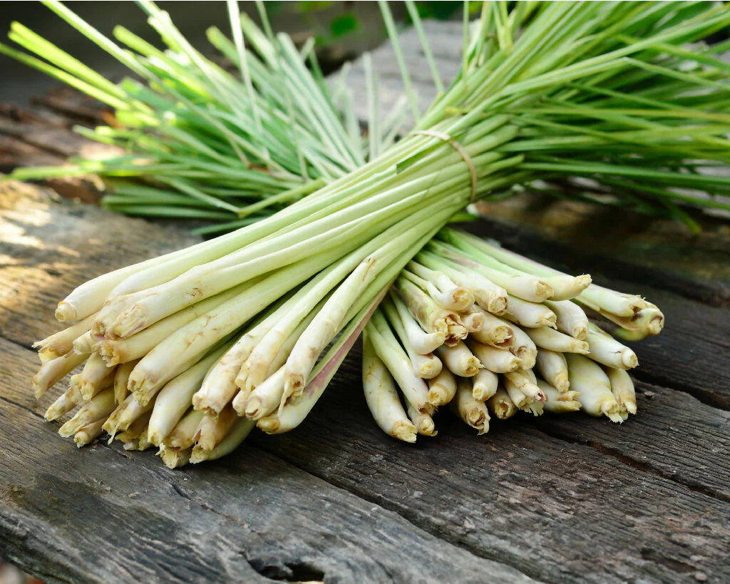 Lemongrass Plants, Full Plants in 9cm Pots - Image 3