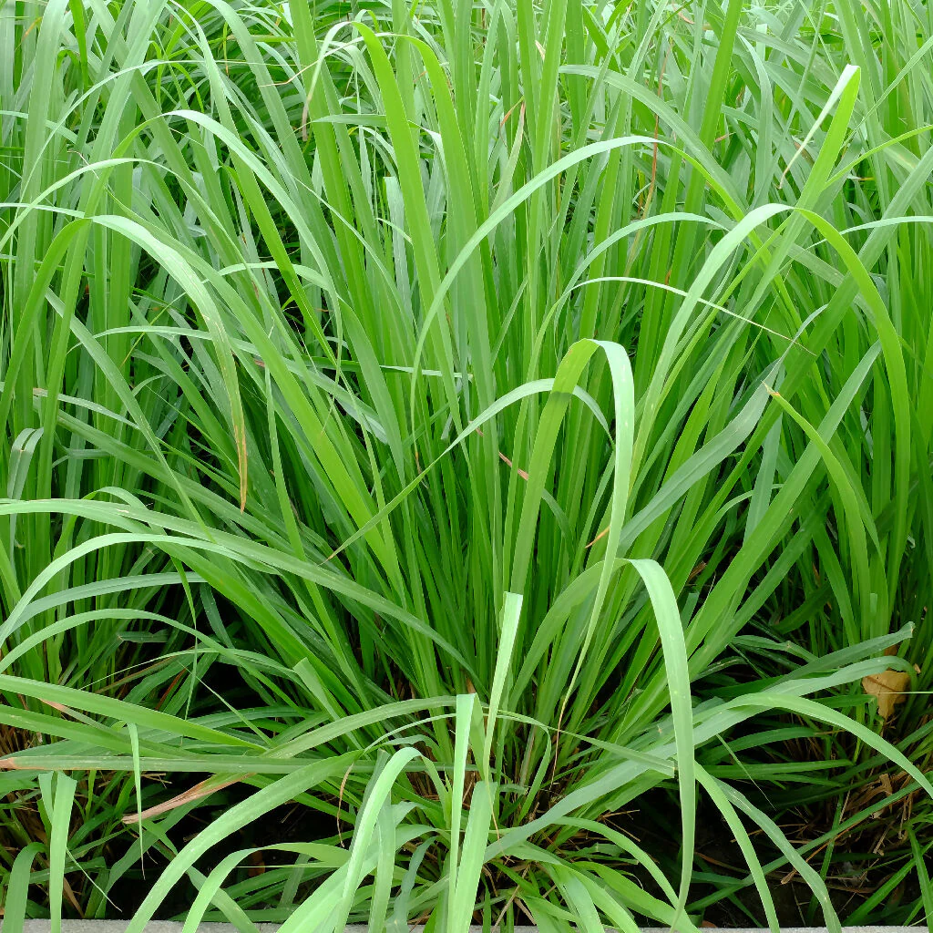 Lemongrass Plants, Full Plants in 9cm Pots - Image 4