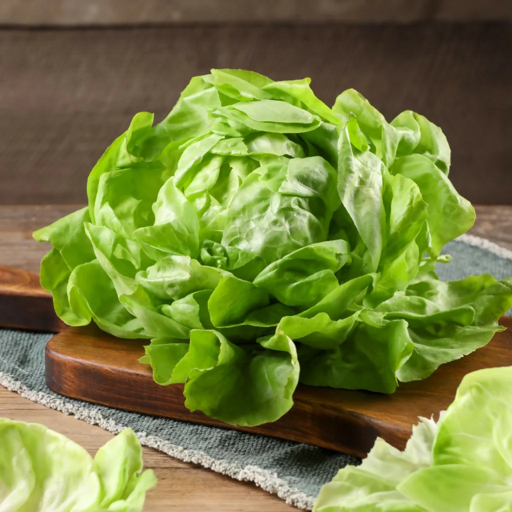 Lettuce Plants, 'Butterhead', 12 x Full Plant Pack - Image 2