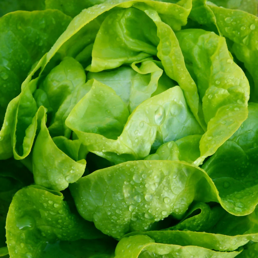 Lettuce Plants, 'Butterhead', 12 x Full Plant Pack - Image 3