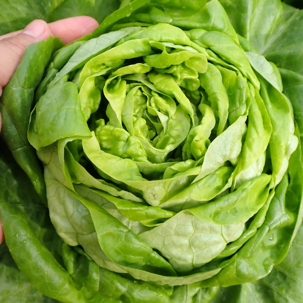 Lettuce Plants, 'Butterhead', 12 x Full Plant Pack - Image 4