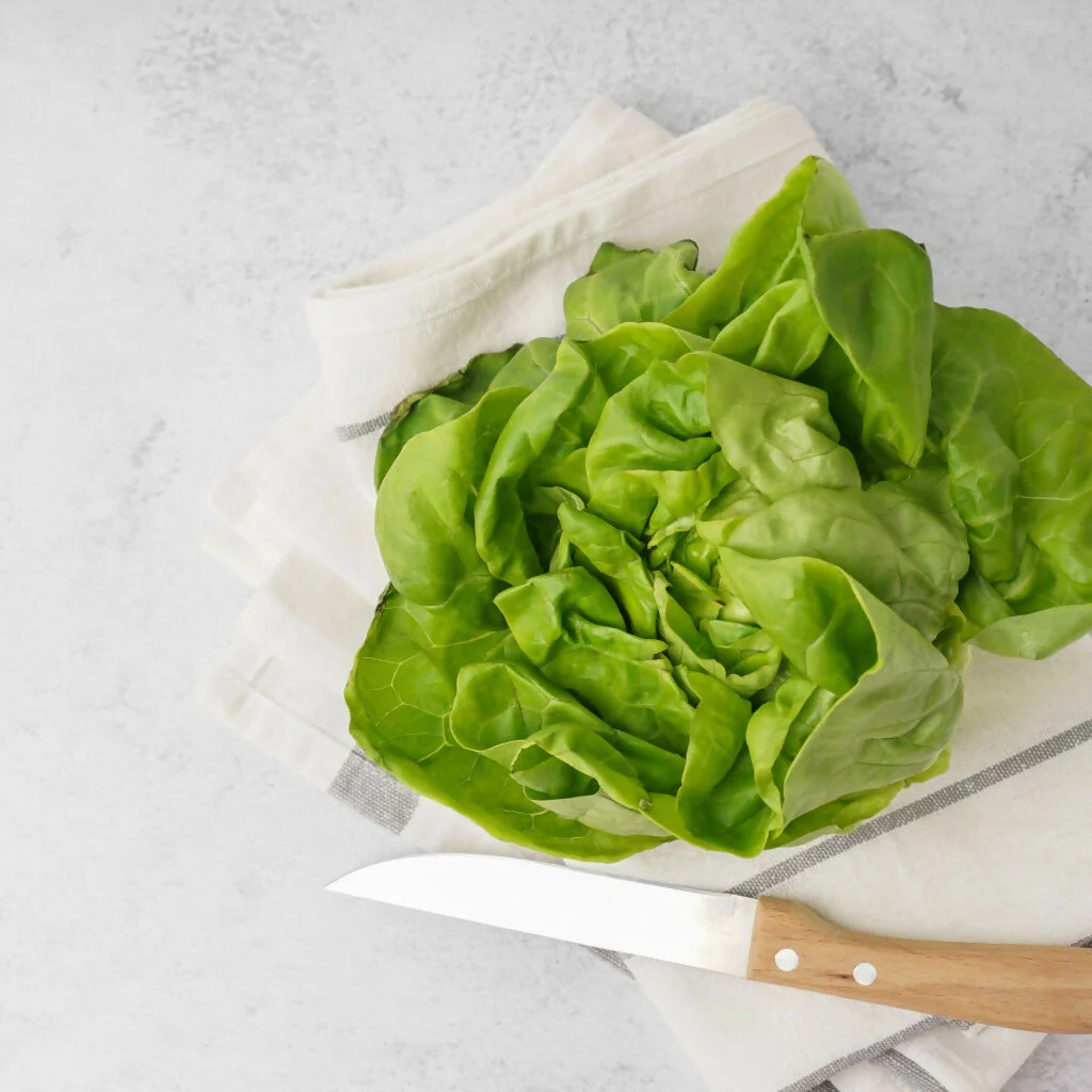 Lettuce Plants, 'Butterhead', 12 x Full Plant Pack - Image 5