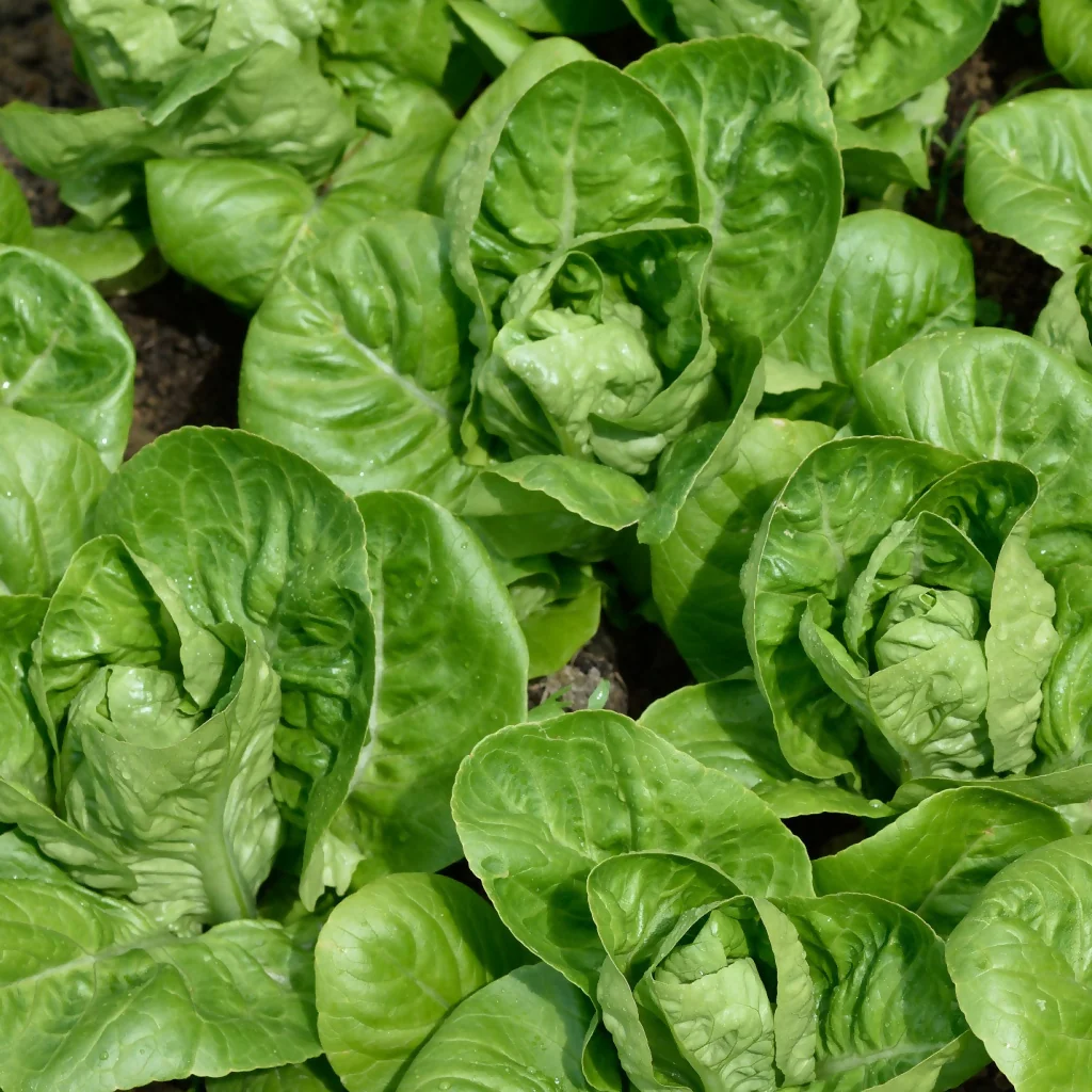 Lettuce Plants, 'Little Gem', 12 x Full Plant Pack - Image 2