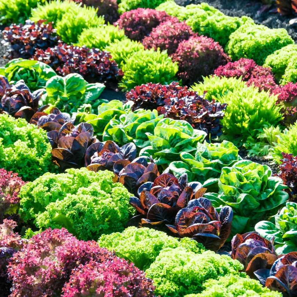 Lettuce Plants, 'Mixed Selection', 12 x Full Plant Pack - Image 2