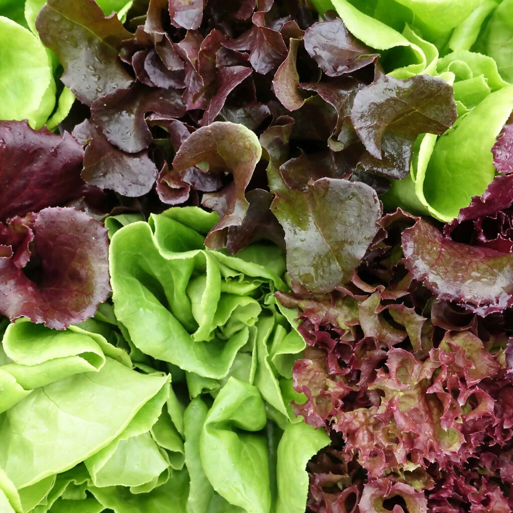 Lettuce Plants, 'Mixed Selection', 12 x Full Plant Pack - Image 3