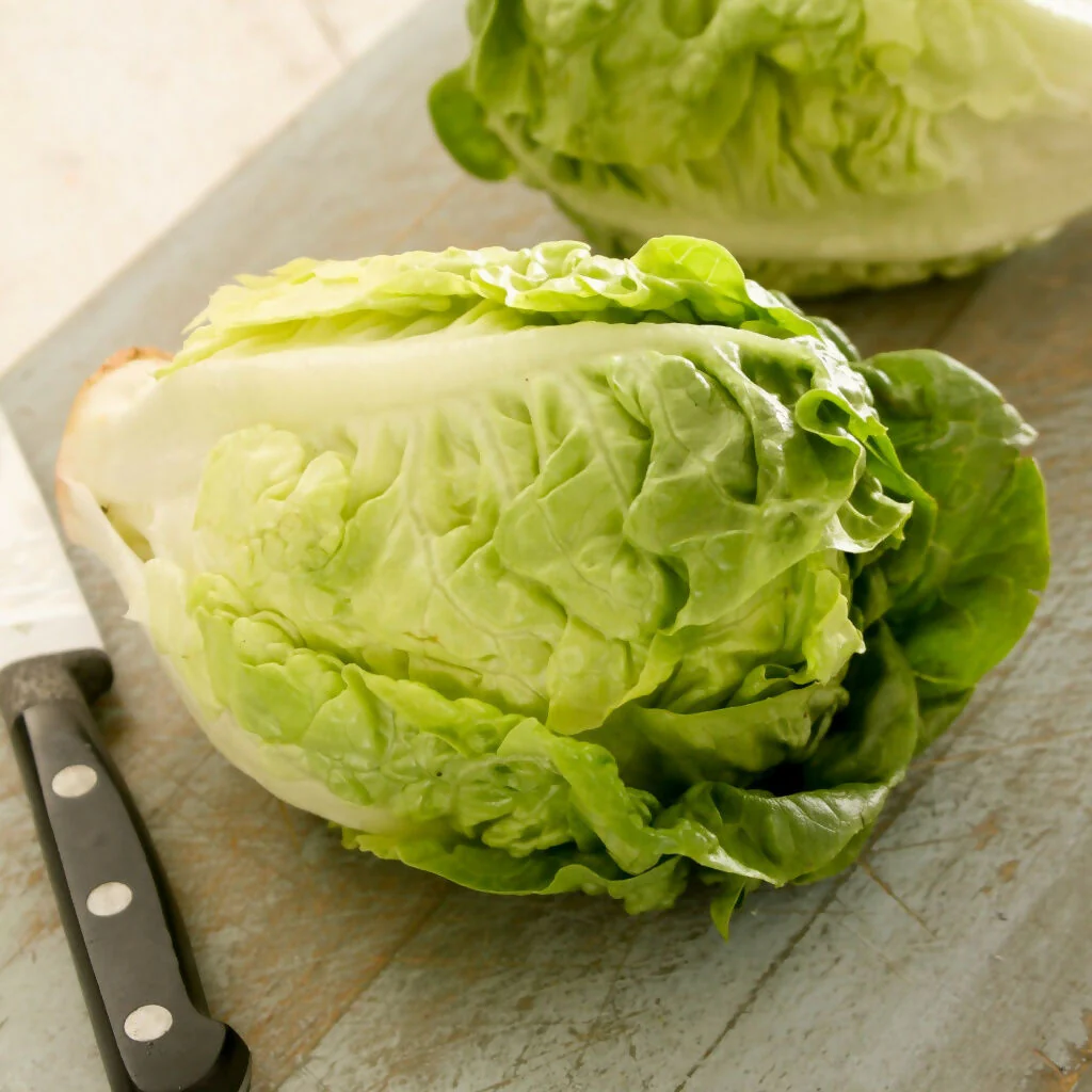 Lettuce Plants, 'Winter Gem', 12 x Full Plant Pack - Image 4