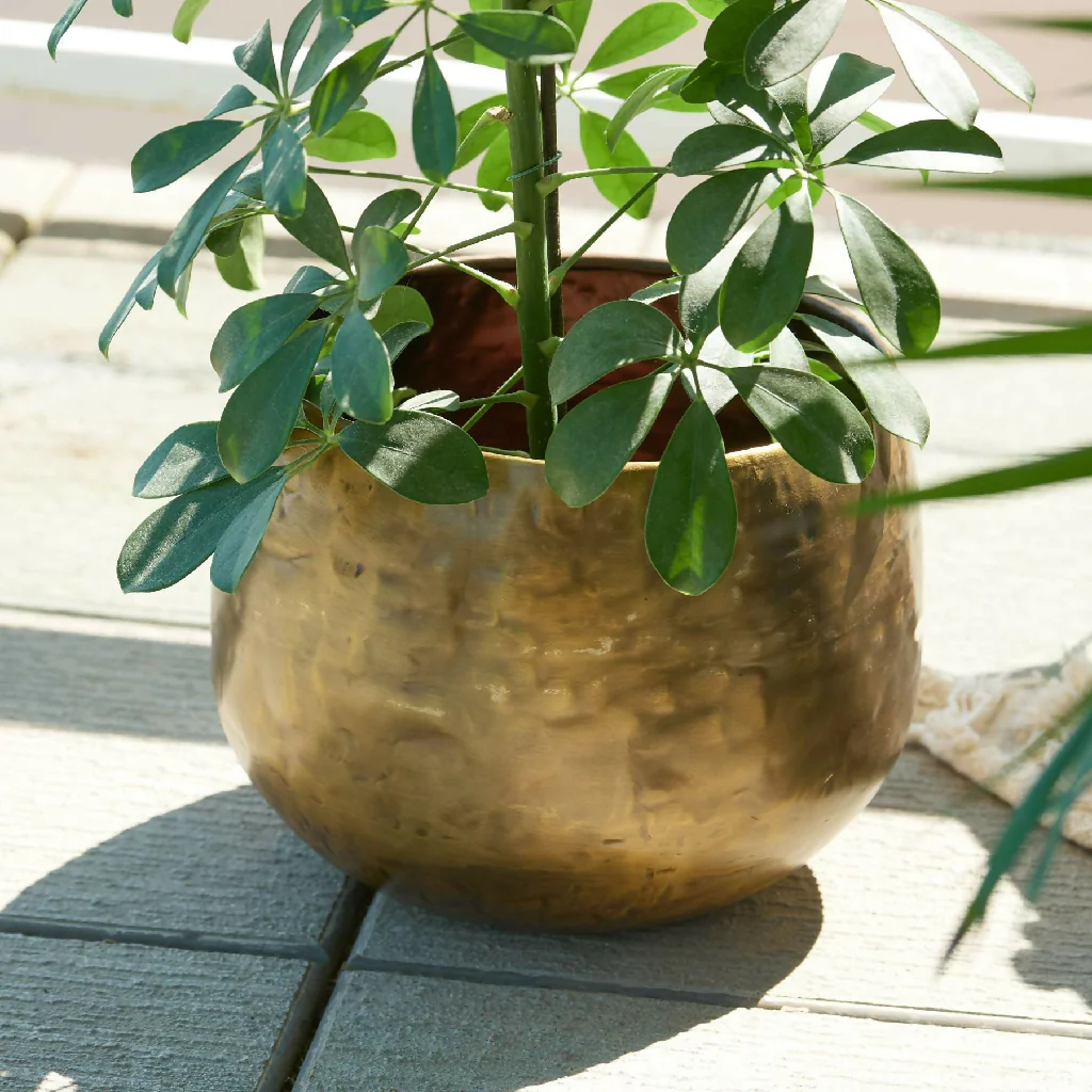 Matte Gold Brass Planter - Peetal - Image 3