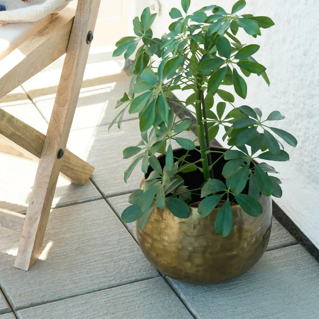Matte Gold Brass Planter - Peetal - Image 4