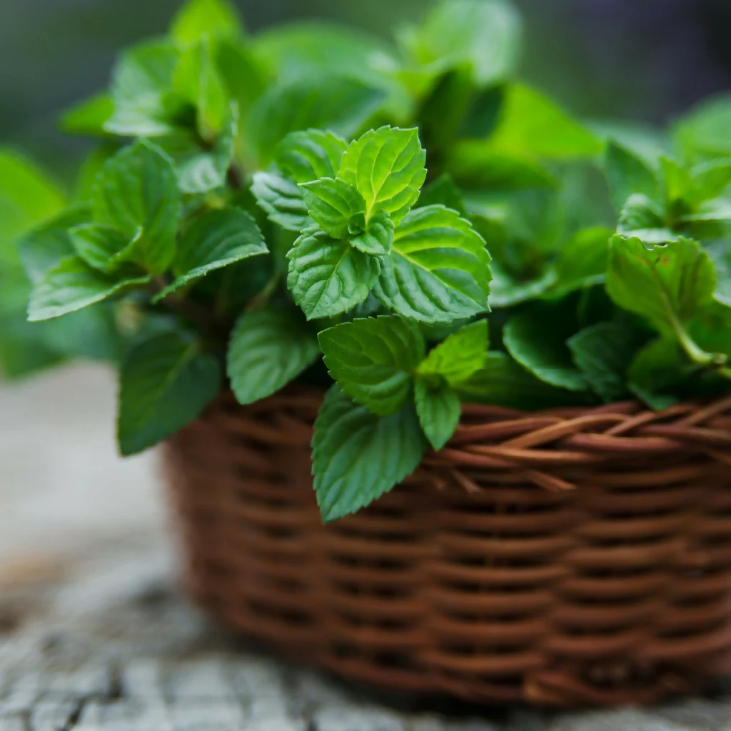 Mint Plants, Garden Mint, Full Plants in 9cm Pots - Image 3