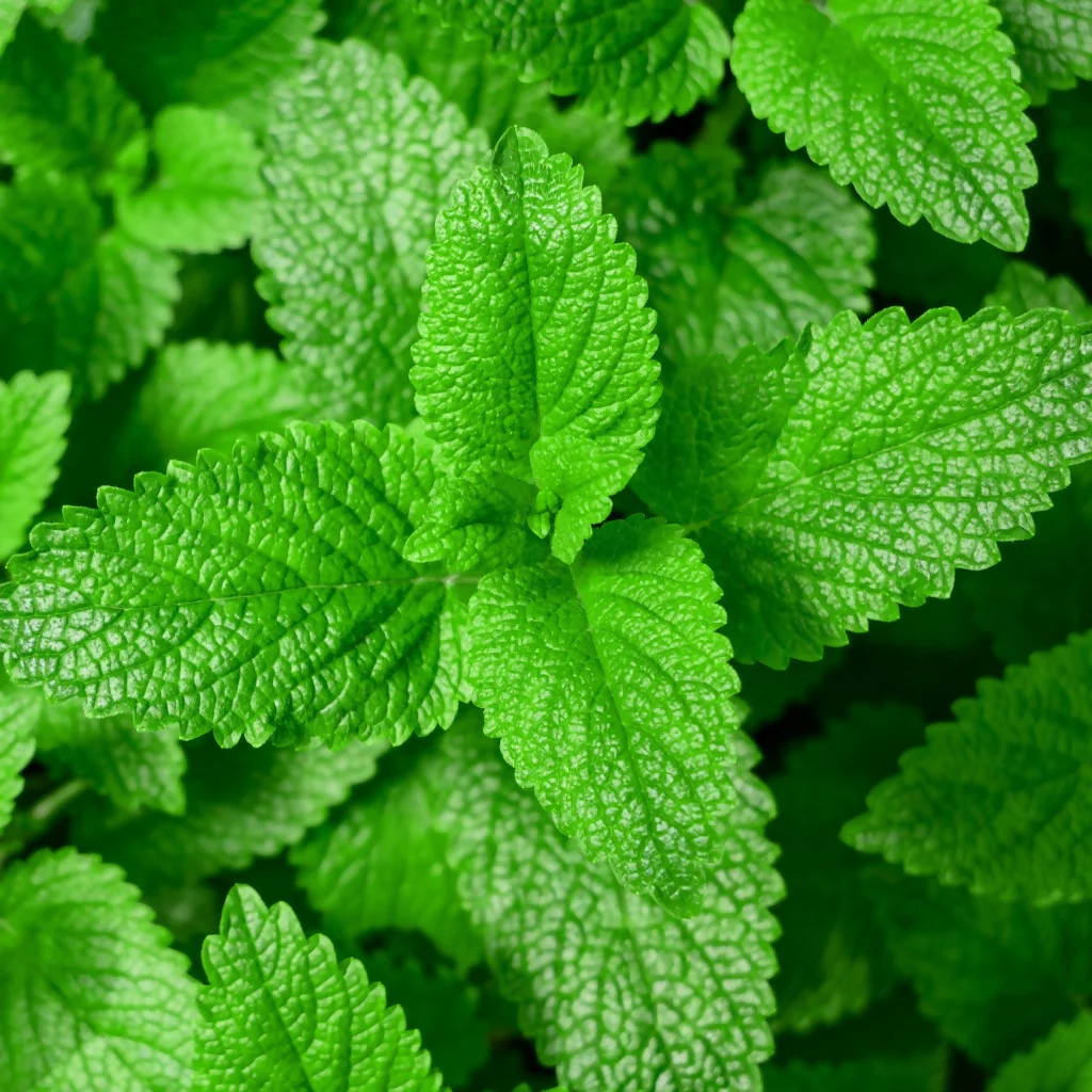 Mint Plants, Garden Mint, Full Plants in 9cm Pots - Image 4