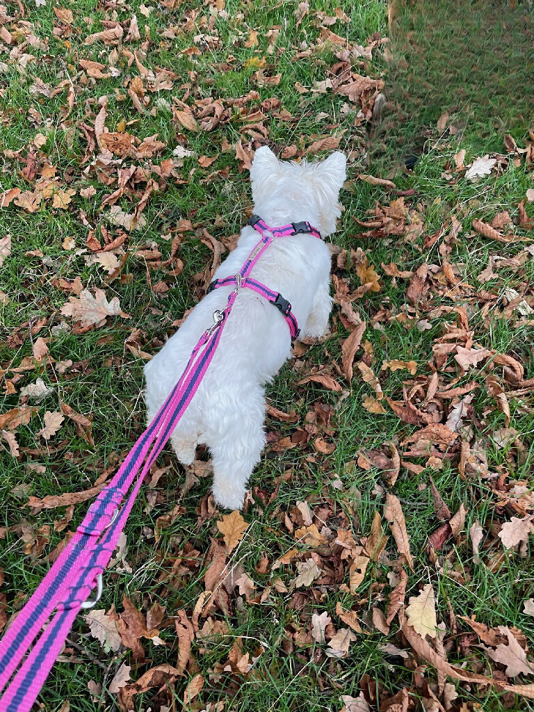 Multi-length Dog Lead In Pink and Navy Stripe - 2 Sizes - Image 3