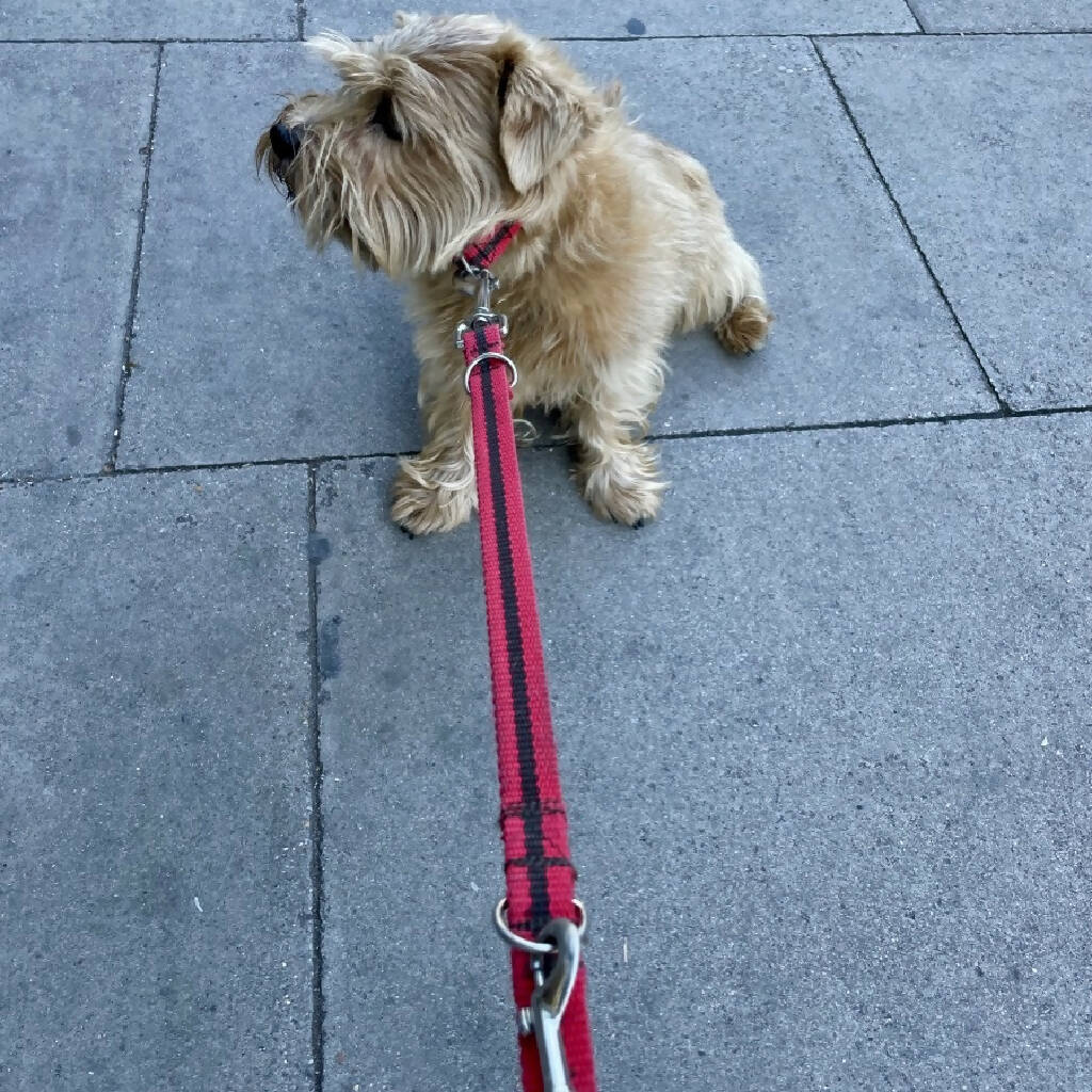 Multi-length Dog Lead In Red And Brown Stripe - 2 sizes - Image 4