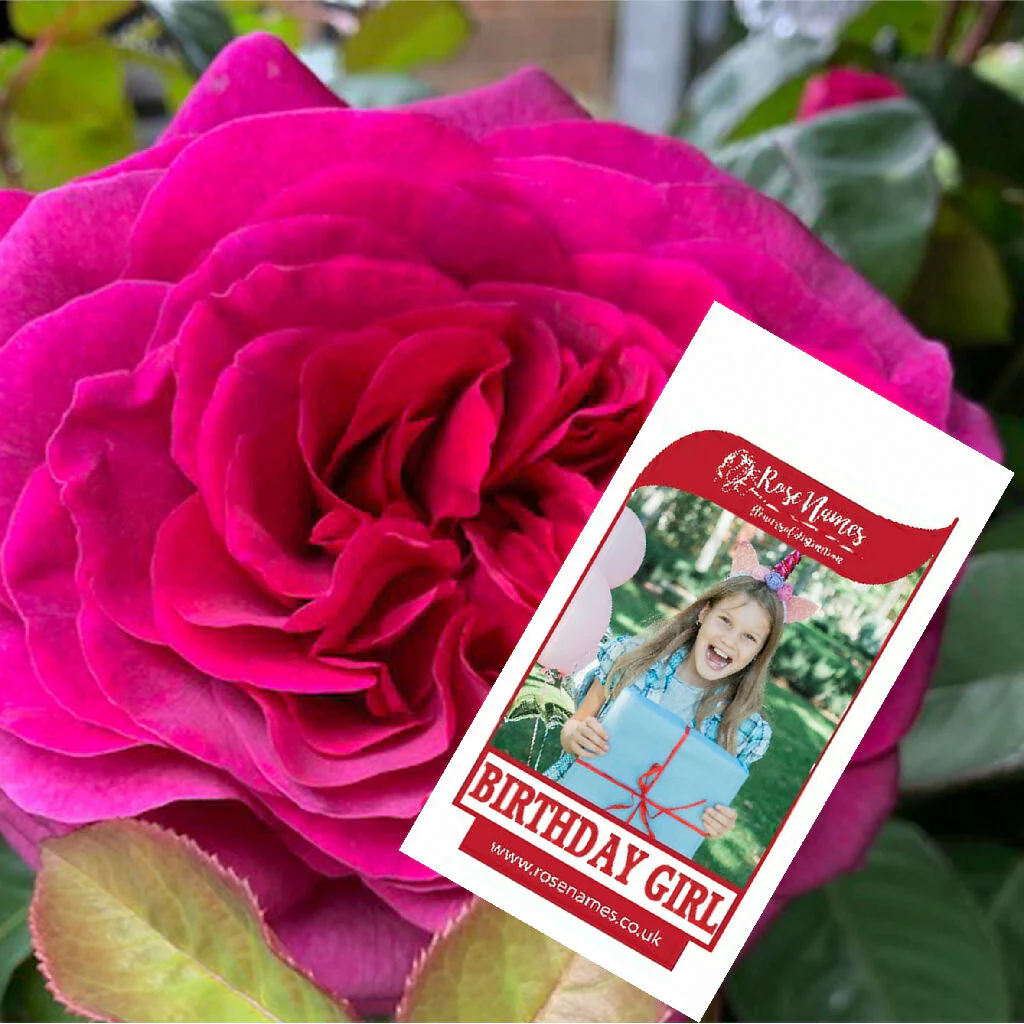 Name a Birthday Rose - Image 4