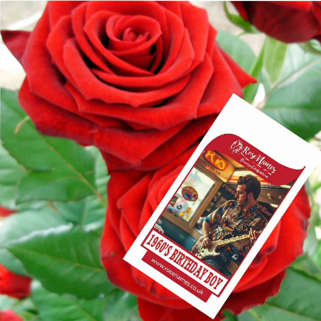 Name a Birthday Rose - Image 5