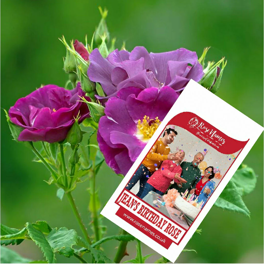 Name a Birthday Rose - Image 6