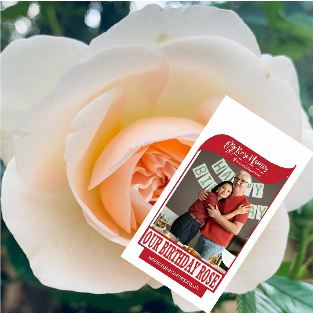 Name a Birthday Rose - Image 7