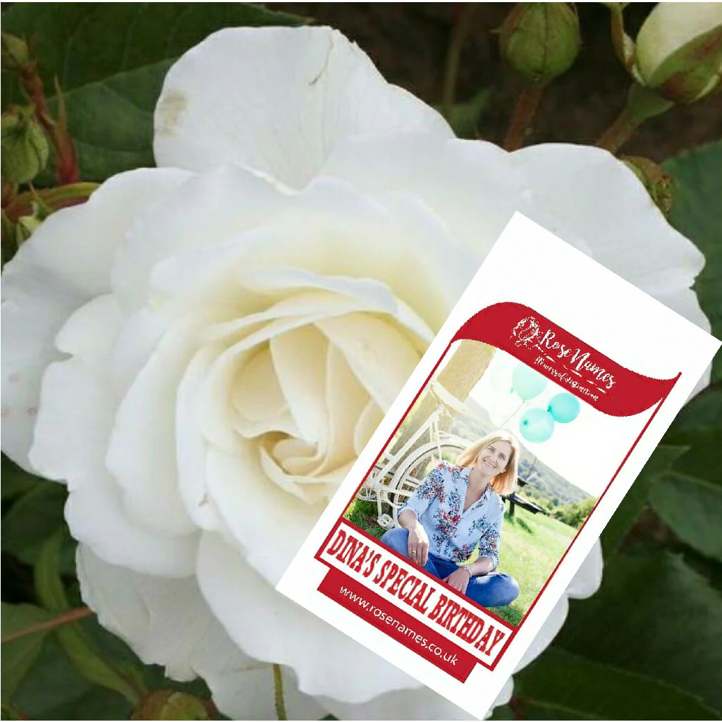 Name a Birthday Rose - Image 8