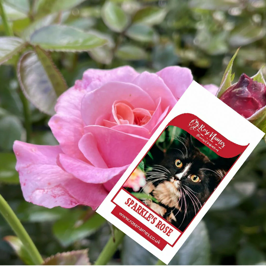 Name a Pet Remembrance Rose - Image 10