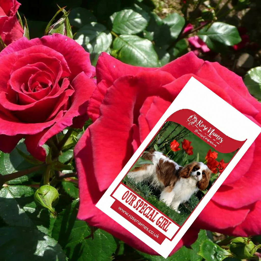 Name a Pet Remembrance Rose - Image 11