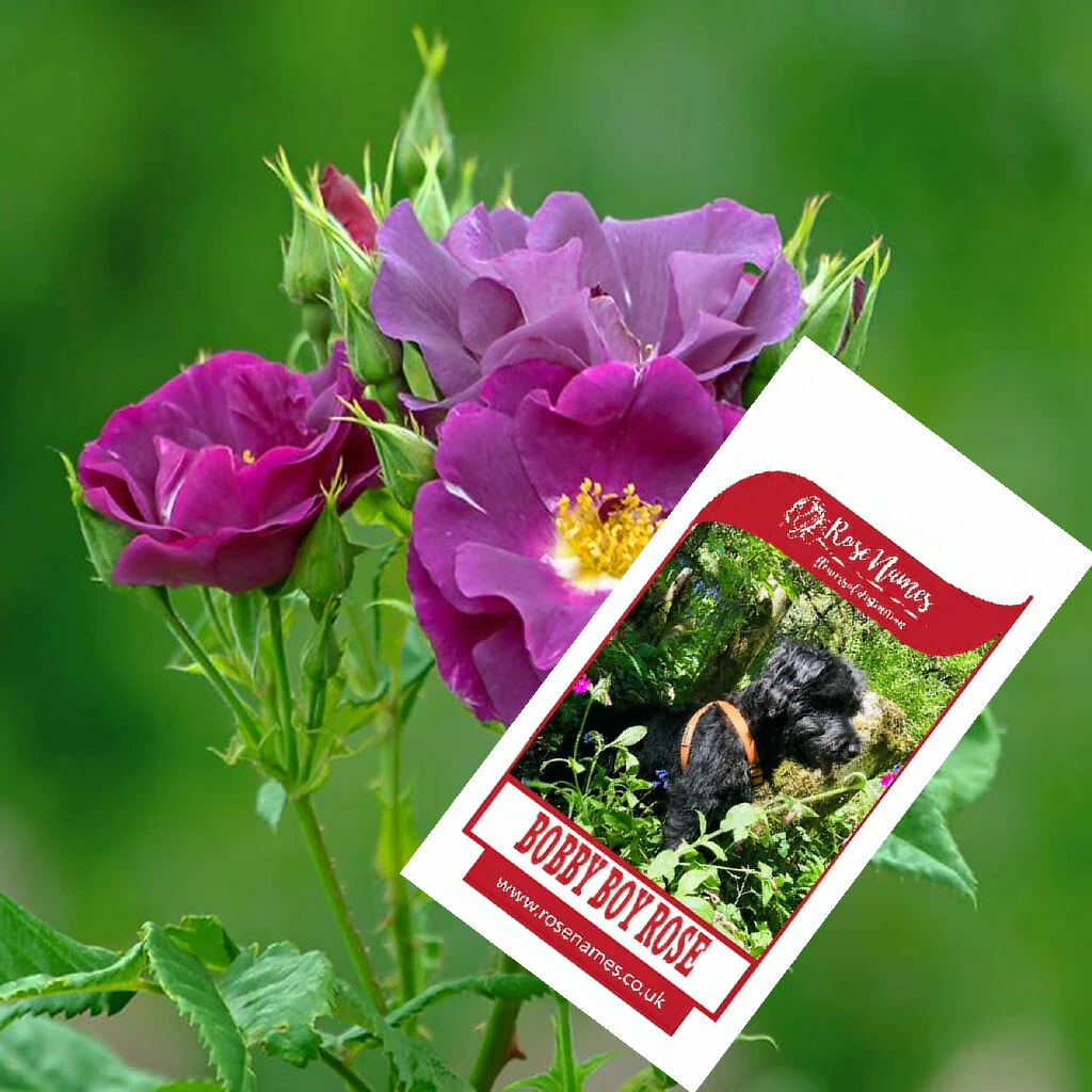 Name a Pet Remembrance Rose - Image 12