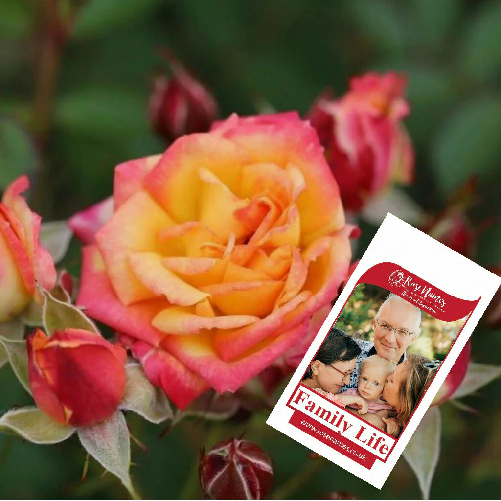 Name a Pet Remembrance Rose - Image 14