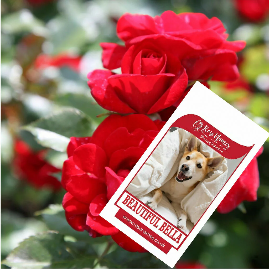 Name a Pet Remembrance Rose - Image 2