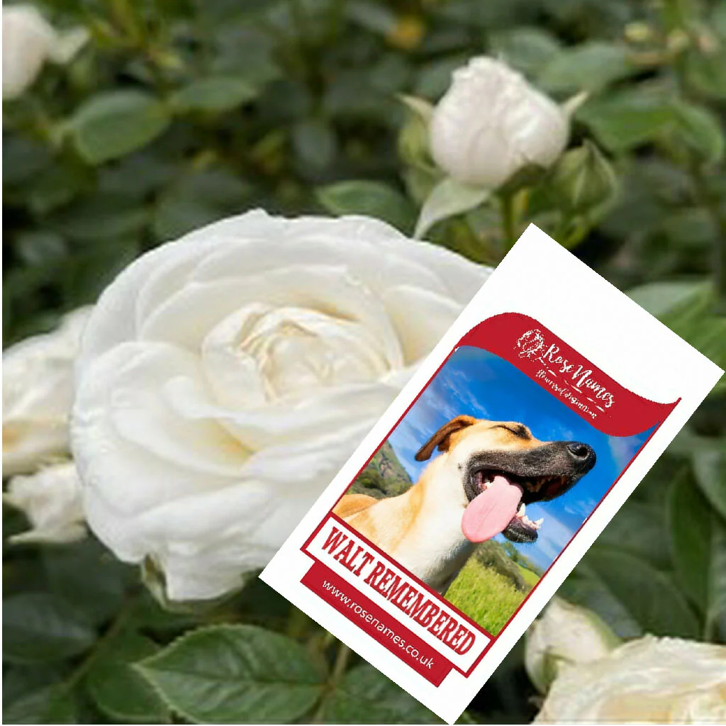 Name a Pet Remembrance Rose - Image 3