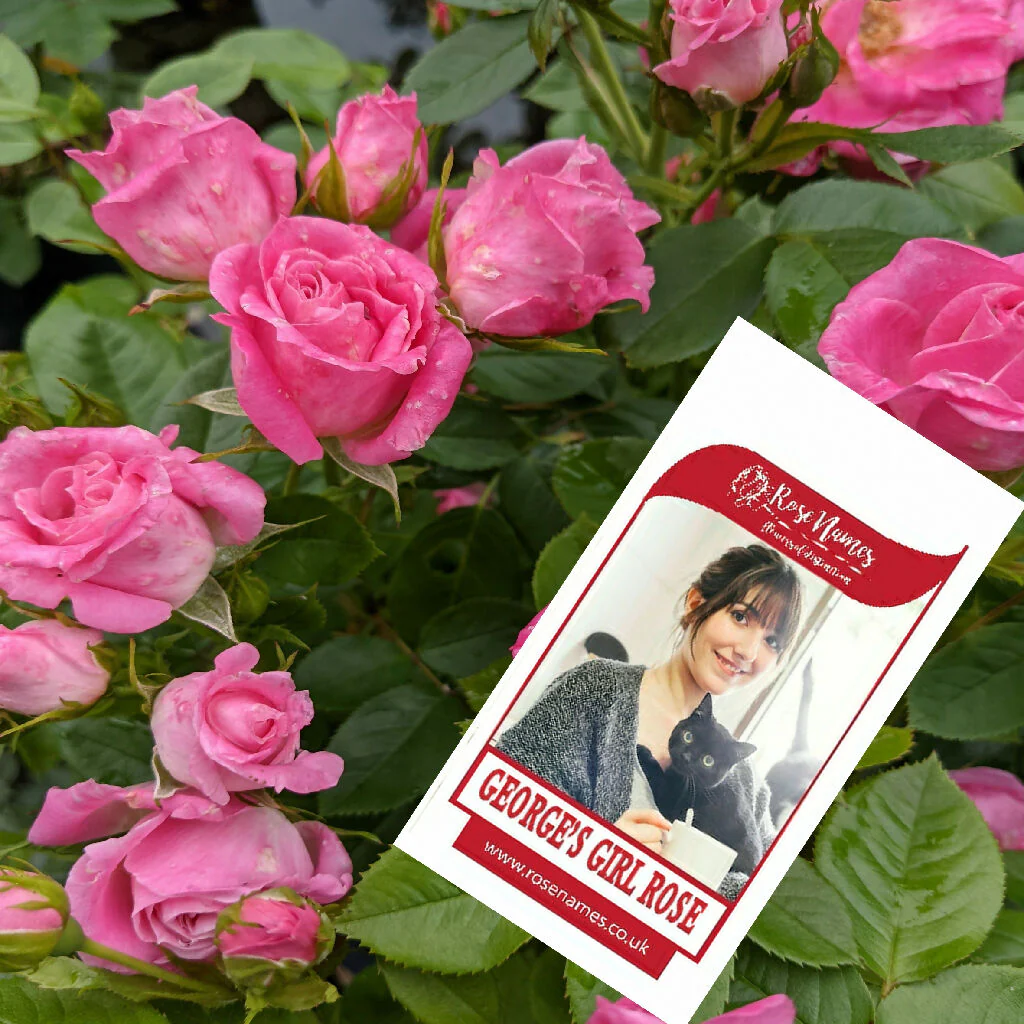 Name a Pet Remembrance Rose - Image 4