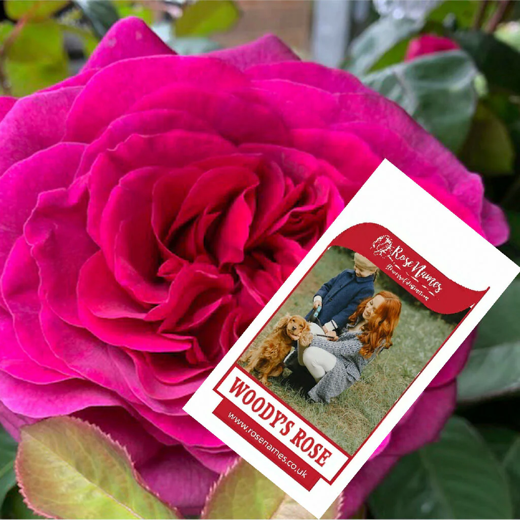 Name a Pet Remembrance Rose - Image 5